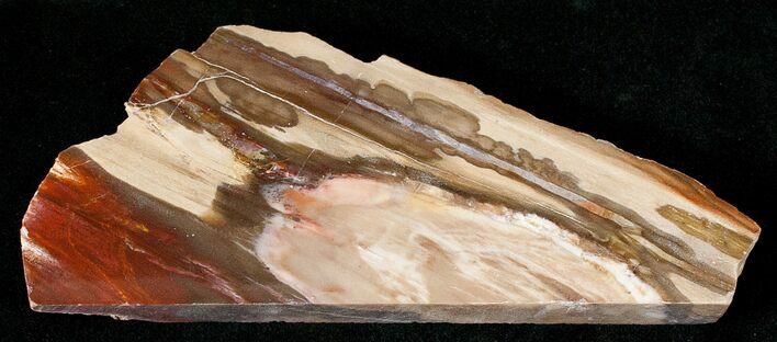 Red Araucaria Petrified Wood Slab #17135